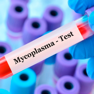 Cultivo Mycloplasma